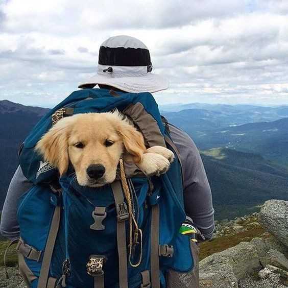 Travel with Dog!